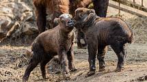 Letos narozená mláďata takinů indických v brněnské zoo.