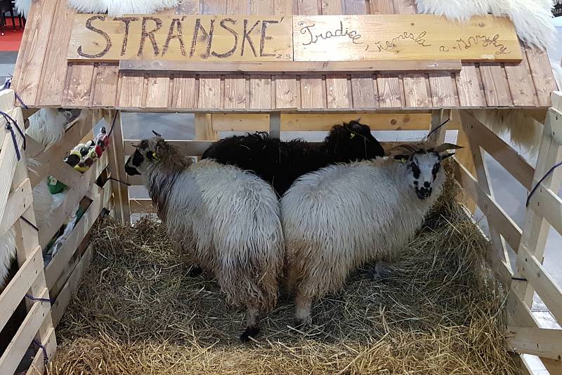 Veletrhy cestovního ruchu Go a Regiontour na brněnském výstavišti.