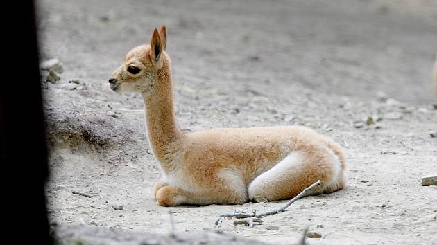 V brněnské zoo se narodila lama vikuňa.