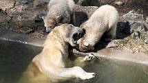 Rodinka ledních medvědů v brněnské zoologické zahradě