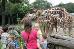 Brněnské žirafy slavily svůj svátek. Nakrmit je mohli i návštěvníci.