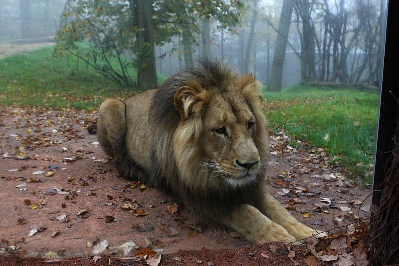 Lev Lolek a lvice Kivu spolu žijí už dva měsíce v brněnské zoologické zahradě v Bystrci.