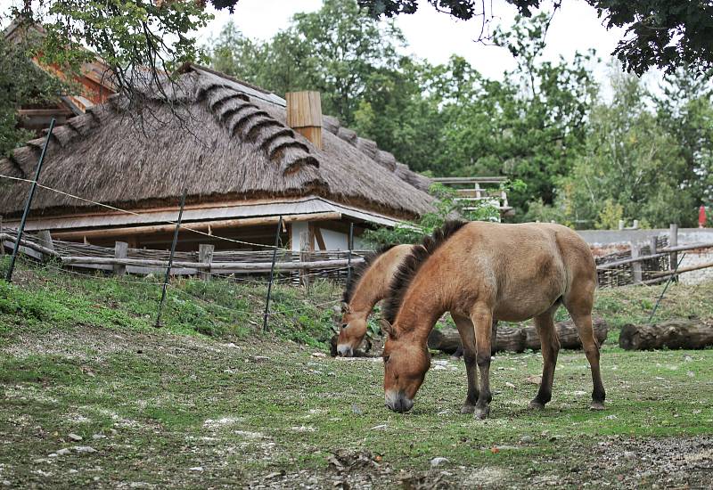 V brněnské zoo jsou nově k vidění dvě klisny koně Převalského, které do Brna dorazily z pražské zoologické zahrady.