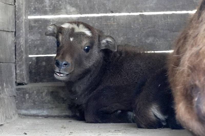 S rozkvetlou jarní přírodou je v rozpuku i brněnská zoologická zahrada se svými mláďaty. 