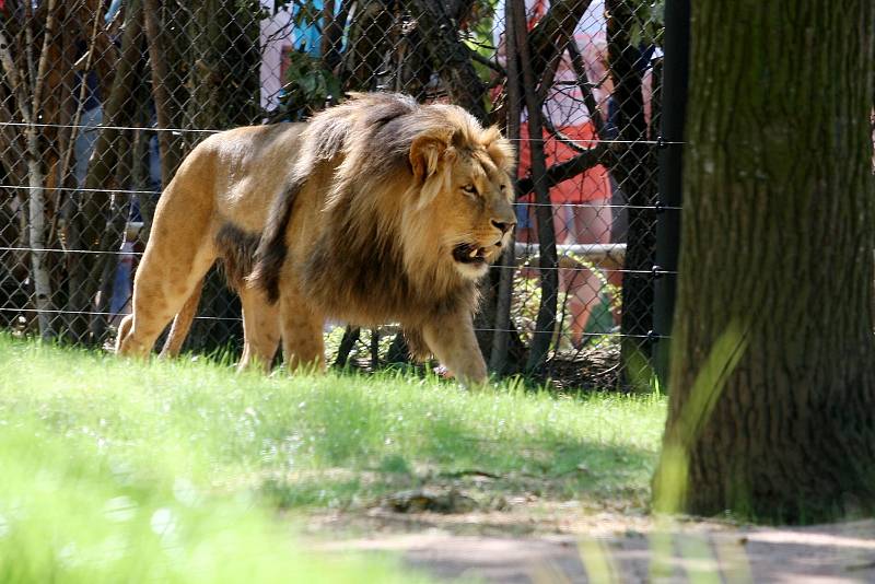 Brněnská zoologická zahrada.