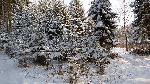 Podle dlouholetých pozorování fabiánská zima trvá od 19. do 29. ledna.