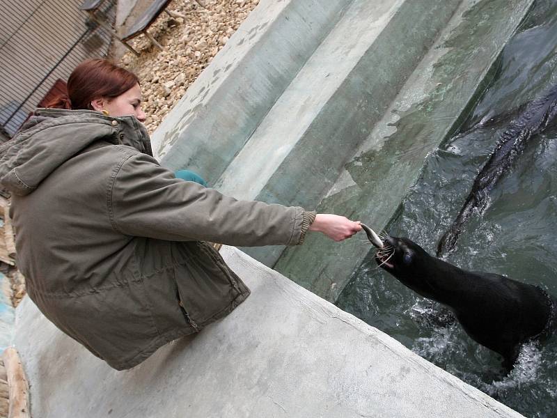 Lachtani v brněnské zoologické zahradě.