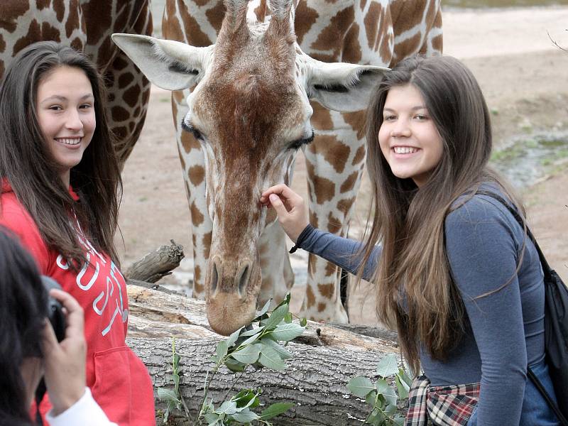 Nedělní den v brněnské zoologické zahradě patřil žirafám. Na jednadvacátého června totiž připadl jejich mezinárodní den.