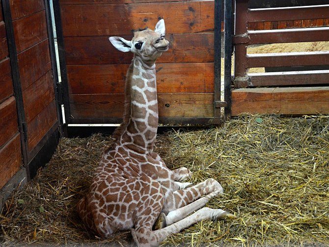 Nový přírůstek v brněnské zoo. Samička žirafy síťované.