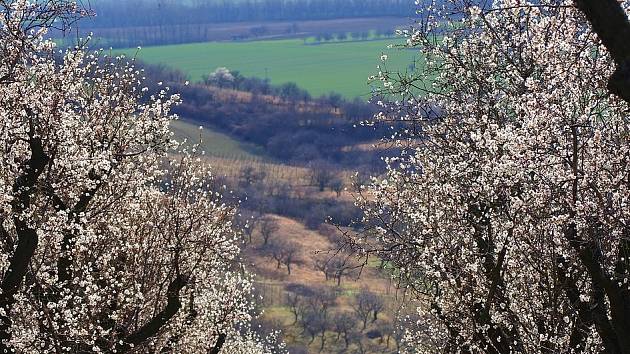 Loni byly již v polovině března mandloně v Hustopečích v plném květu.