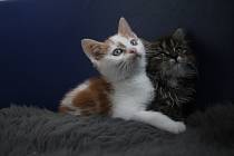Koťata v depozitu, Kočičí azyl Znojemsko