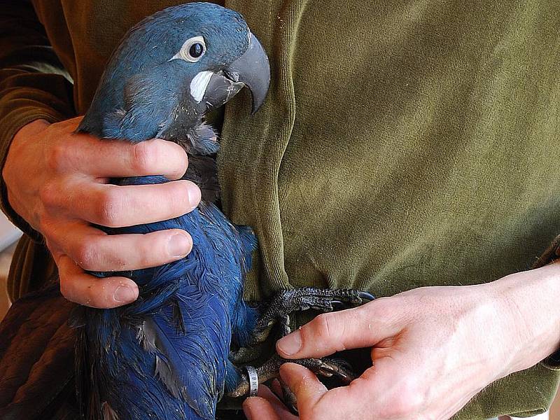 Celníci chytili pašeráky, kteří převáželi osmnáct vzácných papoušků.