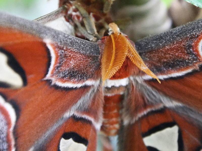 Motýlí obr z jihovýchodní Asie s rozpětím křídel až třicet centimetrů.