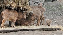 Nový přírůstek do rodiny paovcí přišel na svět minulý týden v brněnské zoo. Samec se narodil přímo ve výběhu.