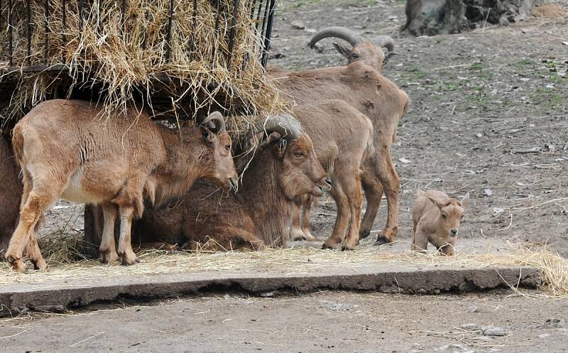 Nový přírůstek do rodiny paovcí přišel na svět minulý týden v brněnské zoo. Samec se narodil přímo ve výběhu.