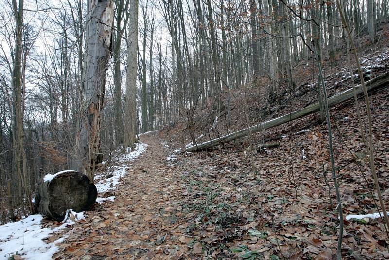 Zřícenina Nového hradu je dominanta krajiny nad údolím řeky Svitavy poblíž Adamova na Blanensku. Obklopují ji zachované husté listnaté lesy, které tvoří hlavně habry. 