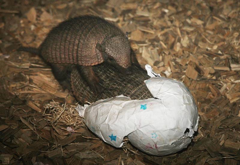 Vánoční komentované krmení zvířat v brněnské zoo.