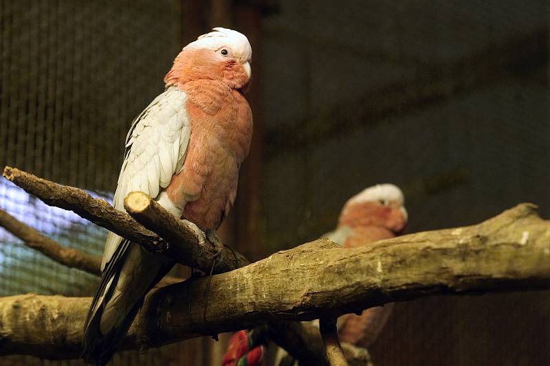 Kakadu růžový v brněnské zoologické zahradě.