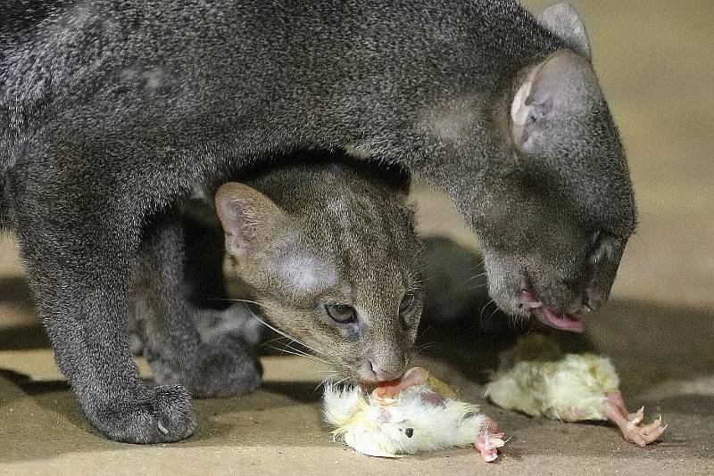 Mládě šelmy jaguarundi v brněnské zoo.