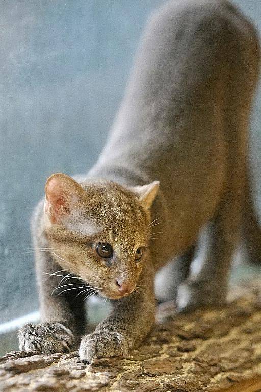 Mládě šelmy jaguarundi v brněnské zoo.