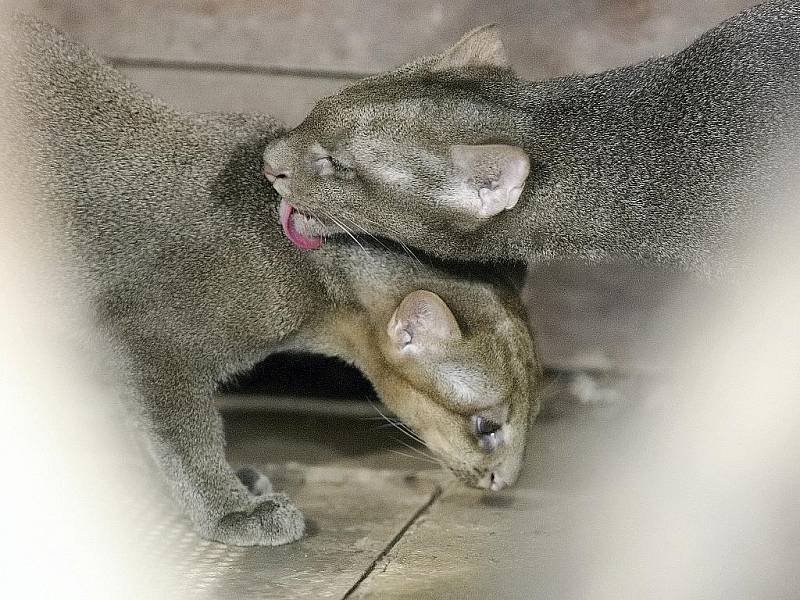 Mládě šelmy jaguarundi v brněnské zoo.