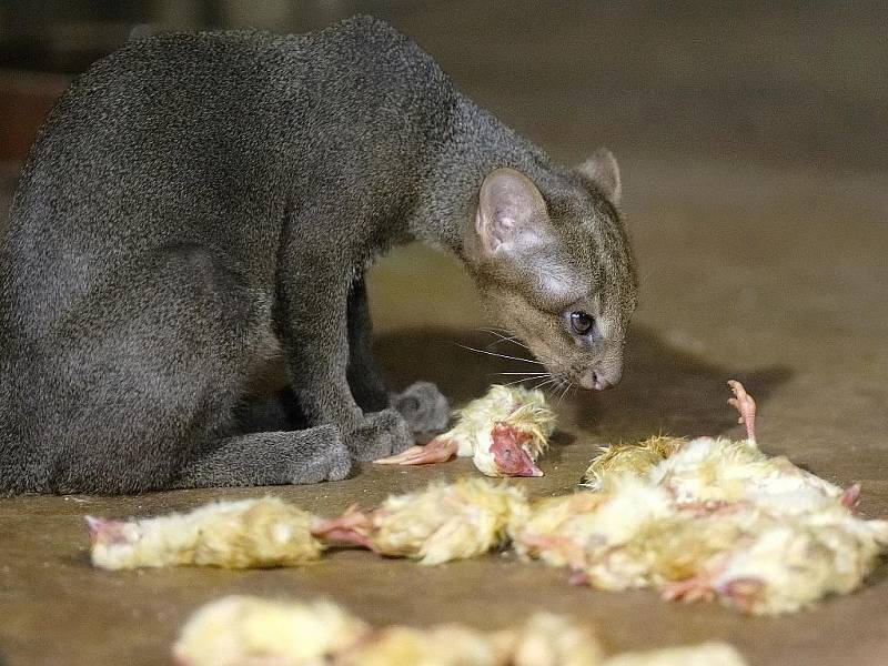 Mládě šelmy jaguarundi v brněnské zoo.