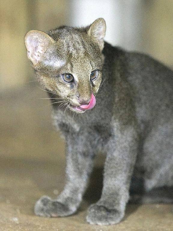 Mládě šelmy jaguarundi v brněnské zoo.