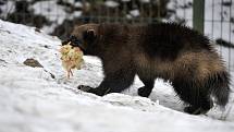 Zimní šampionát zvířat v brněnské ZOO - rosomák sibiřský.