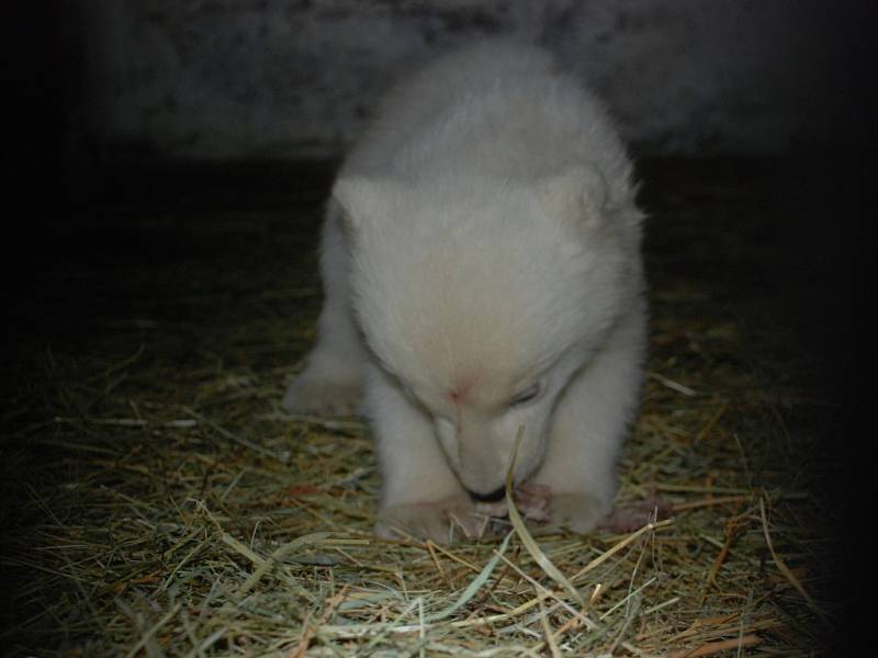 Lední medvédě z brněnské Zoo.