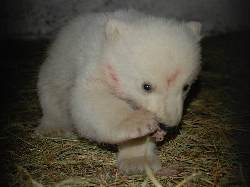 Lední medvédě z brněnské Zoo.