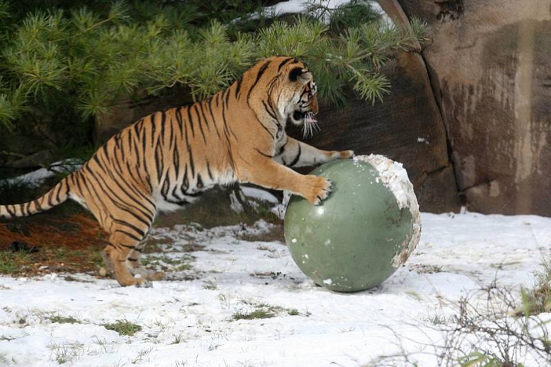 Tygřice Satu v brněnské zoo.