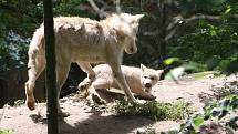 Brno 23.6.2020 - mláďata v brněnské zoo