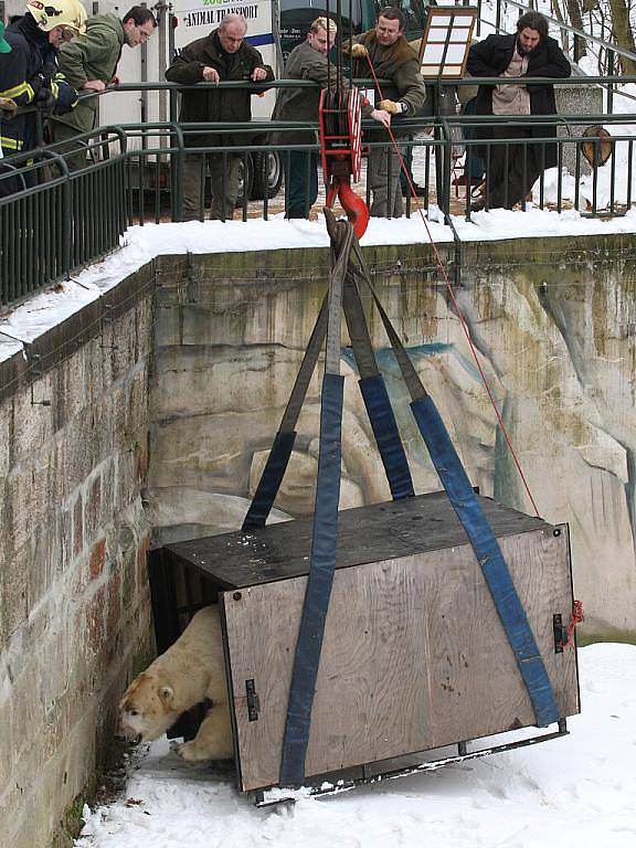 Lední medvěd Umca se vrátil do brněnské zoologické zahrady.