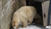Lední medvěd Umca se vrátil do brněnské zoologické zahrady.