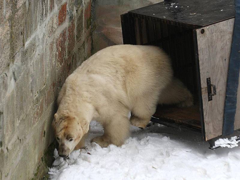 Lední medvěd Umca se vrátil do brněnské zoologické zahrady.