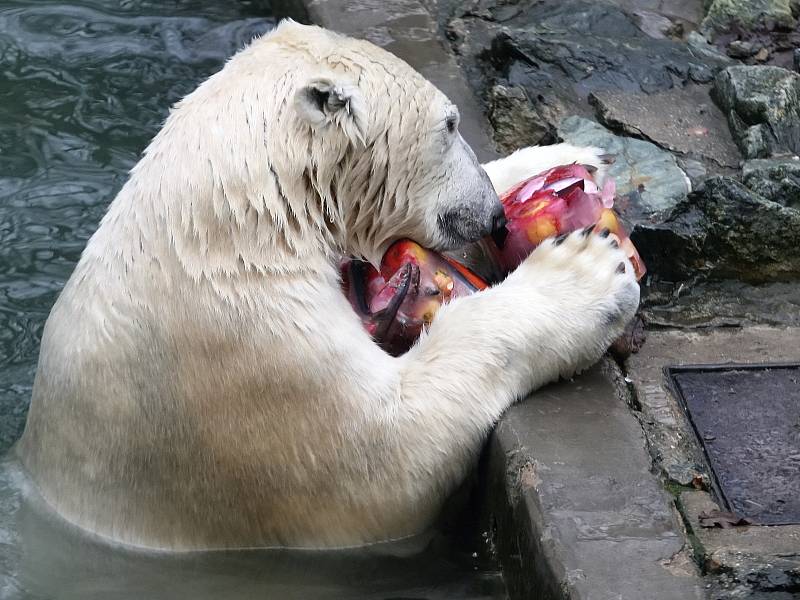 Narozeniny ledního medvěda Nanuka v brněnské zoo.