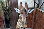 Zoo Brno má nového samce žirafy.