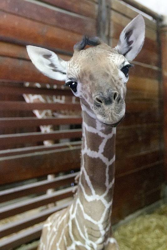 První letošní přírůstek v brněnské zoo. Mládě se narodilo nejstarší žirafě síťované Janette.