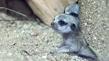 V brněnské zoologické zahradě se těší z přírůstku surikat.