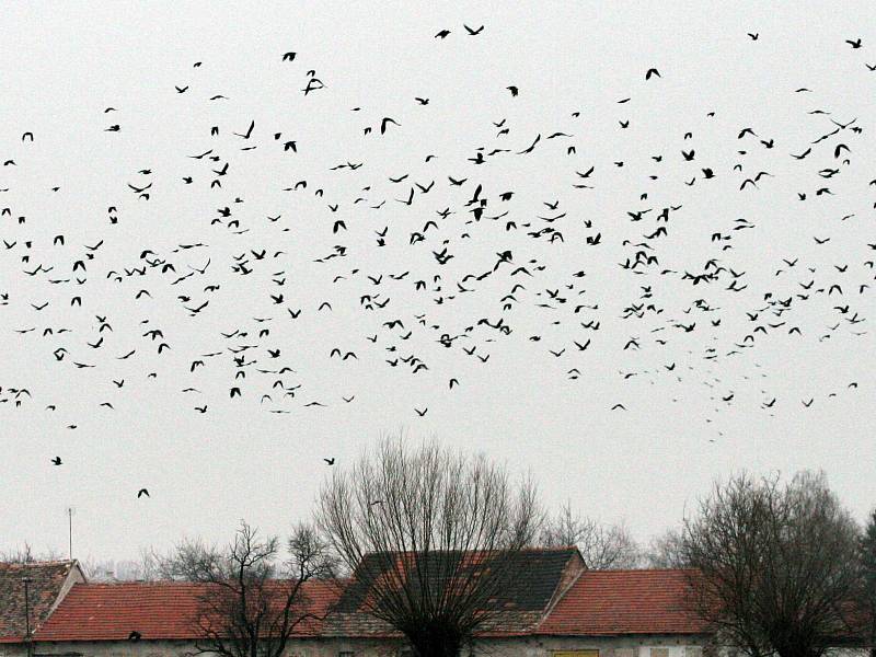 Hejna havranů polních se slétla do Brna a jeho okolí.