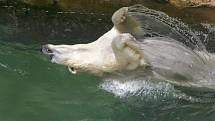 Lední medvědi v Brně mají ve výběhu i led, na kterém se mohou zchladit.