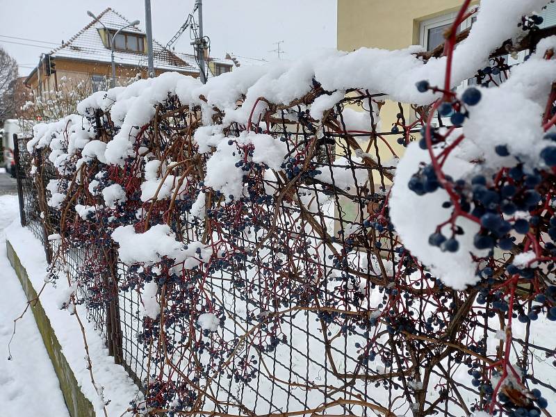 Předpověď meteorologů se vyplnila. V Brně od čtvrtečního rána hustě sněží.