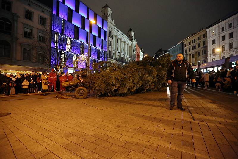 Koňské spřežení přivezlo na brněnské náměstí Svobody vánoční strom z bílovických lesů.