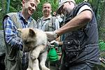 Pracovníci ZOO Brno v pátek dopoledne odchytili a očipovali deset malých vlčat.