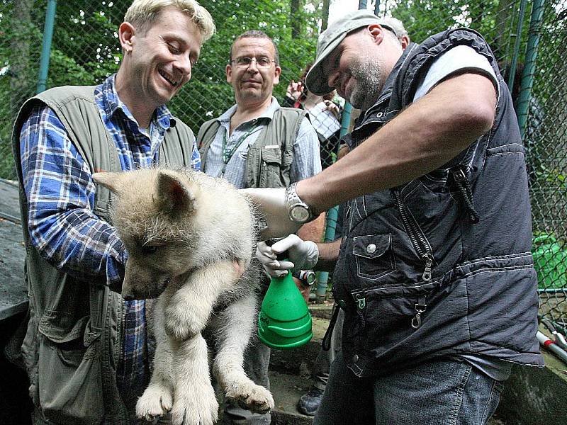 Pracovníci ZOO Brno v pátek dopoledne odchytili a očipovali deset malých vlčat.