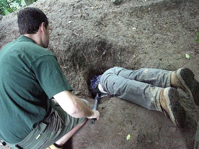 Pracovníci ZOO Brno v pátek dopoledne odchytili a očipovali deset malých vlčat.