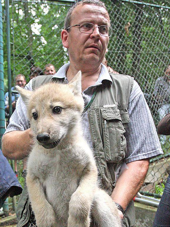 Pracovníci ZOO Brno v pátek dopoledne odchytili a očipovali deset malých vlčat.