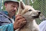 Pracovníci ZOO Brno v pátek dopoledne odchytili a očipovali deset malých vlčat.