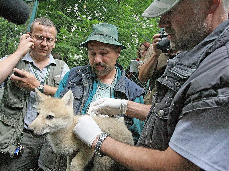 Pracovníci ZOO Brno v pátek dopoledne odchytili a očipovali deset malých vlčat.