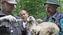 Pracovníci ZOO Brno v pátek dopoledne odchytili a očipovali deset malých vlčat.